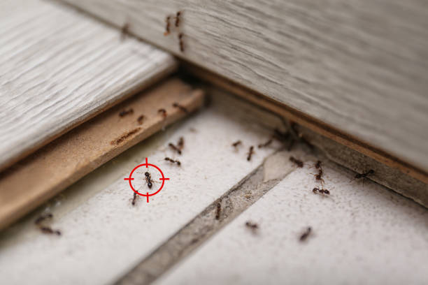 Best Pest Control Near Me  in Harkers Island, NC