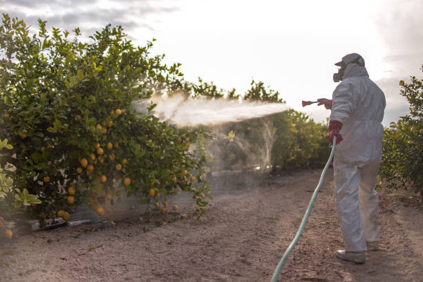 Best Flea Control Services  in Harkers Island, NC