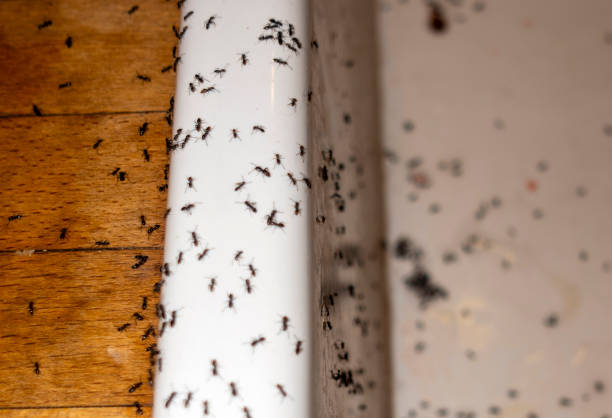 Best Mosquito Control Services  in Harkers Island, NC