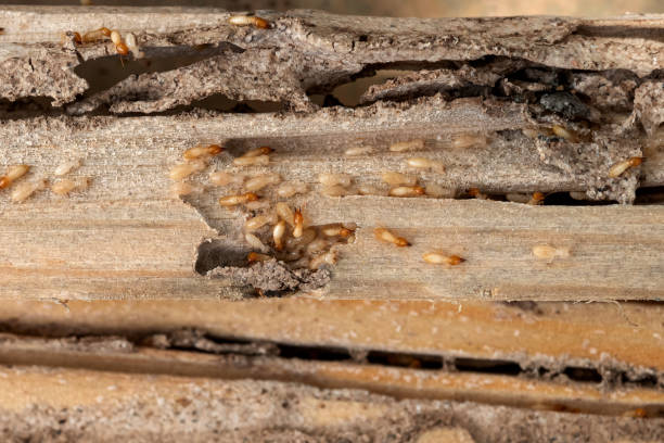 Best Pest Control Near Me in Harkers Island, NC